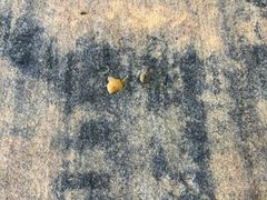 -美联众合动物医院·内科·皮肤科·外科(古城分院)