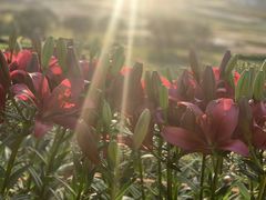 -雅和睿景·商务宴·风味土窑鸡(花博汇店)