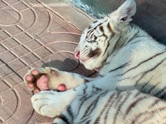 -西霞口神雕山野生动物世界