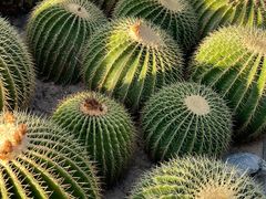 -深圳仙湖植物园