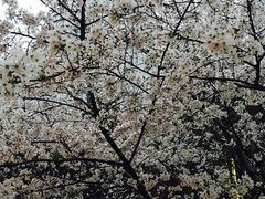 -玛格萝妮比萨屋(四平店)