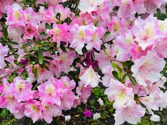 -上海鲜花港