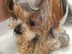 -萌宠之家·腊肠犬·马尔泰·小体犬舍