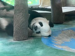 -成都动物园
