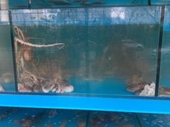 -东海章鱼馆(恒瑞街店)