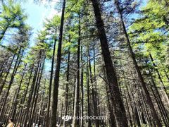 -芦芽山旅游度假区