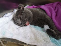 -创凡宠物医院·骨专科  猫科中心(西乡分院)