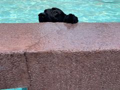 -帕帕拉兹宠物(亚洲旗舰店)