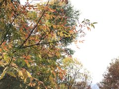 -广州市石门国家森林公园