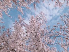 -武汉大学-樱园