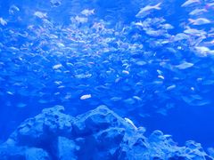 -成都浩海立方海洋公园