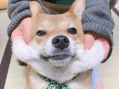 -逗柴咖啡屋·狗咖猫咖宠物桌游