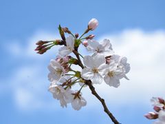 -顾村公园