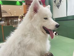 -和它·交个朋友·狗咖猫咖(爱琴海店)