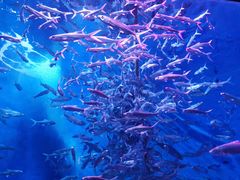 -成都浩海立方海洋公园