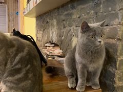 -猫色咖啡·猫咖