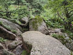 -芦芽山旅游度假区
