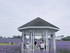 -紫颐香薰山谷景区