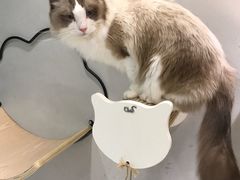 -飞行喵MR PILOT|猫舍·猫咖(静安大融城店)