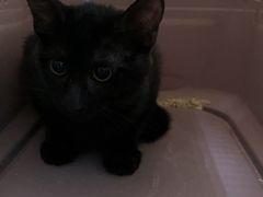 -北京观赏动物医院·24小时大型综合·猫专科·异宠专科