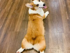 -柯斗斗主题餐厅·狗咖·围炉煮茶·茶饮(国瑞升平里店)