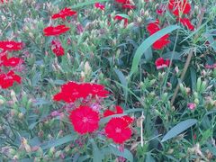-松山湖梦幻百花洲