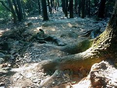 -火炉山森林公园
