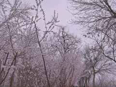 -桃花堤公园