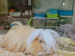 -藦茜花园宠物主题亲子互动体验馆(国顺东路店)