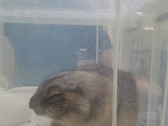 -美联众合动物医院·24h转诊中心