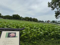 -洪湖生态旅游区