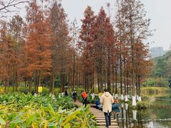 -重庆彩云湖湿地公园