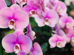 -双季花艺园艺市场(浦东店)