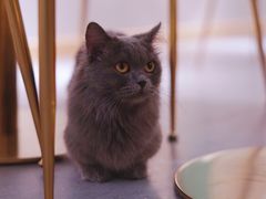 -飞行喵MR PILOT|猫舍·猫咖(静安大融城店)