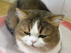 -青奢宠物·青奢猫舍