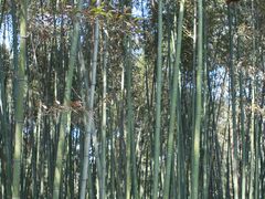 -兰亭风景区