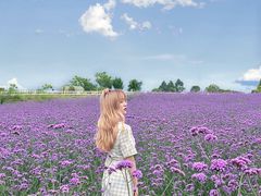-紫颐香薰山谷景区