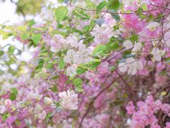 -深圳国际园林花卉博览园