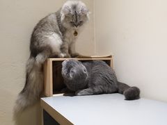 -藏猫猫咖啡主题馆(中央大道店)