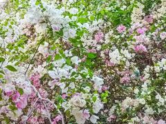 -深圳国际园林花卉博览园