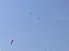 -上海滨江森林公园