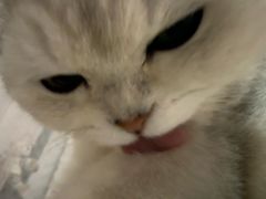 -瑞鹏宠物医院·骨科·猫科·内科(第一中心)