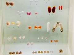 -青岛贝壳博物馆