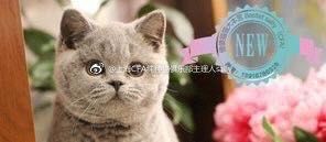 -Bastet sally猫舍购宠(静安店)