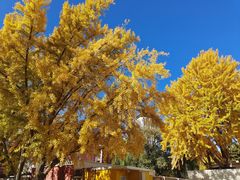 -三里屯东五街银杏大道