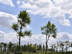 -春花秋色城市公园