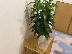 -智美品质医美