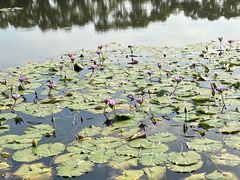 -荷塘月色湿地公园·向阳花洲
