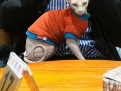 -藏猫猫咖啡主题馆(中央大道店)