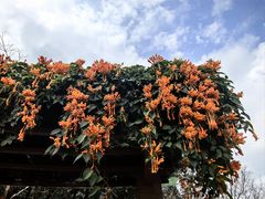 -深圳仙湖植物园